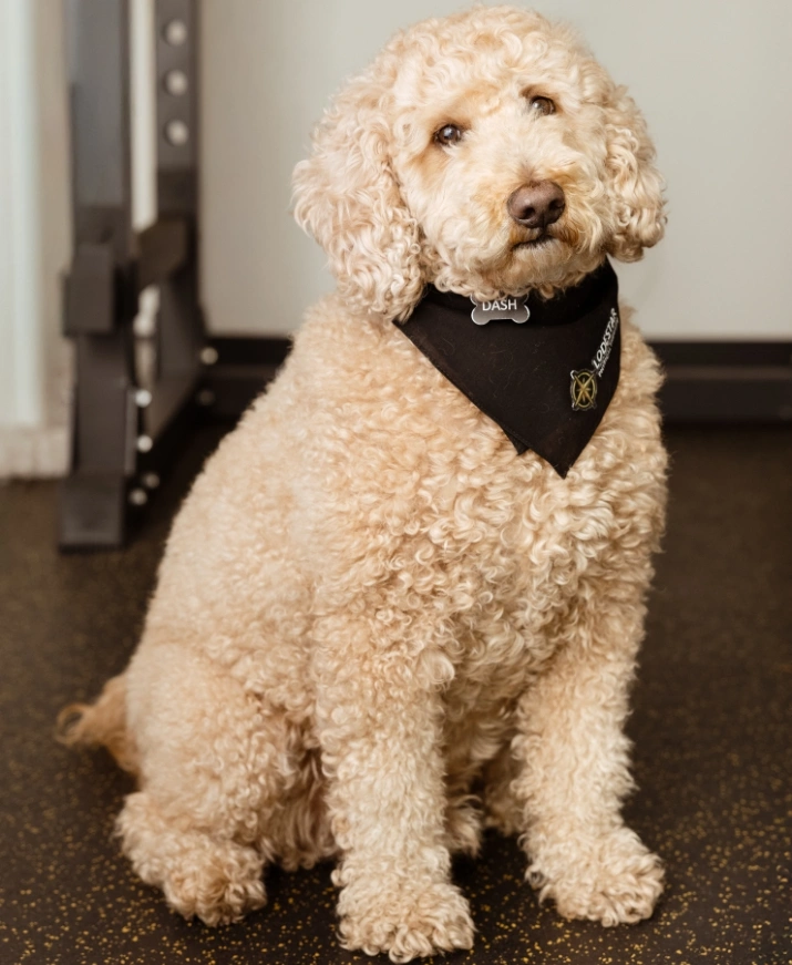 Dash, the office dog at Lodestar Physical Therapy
