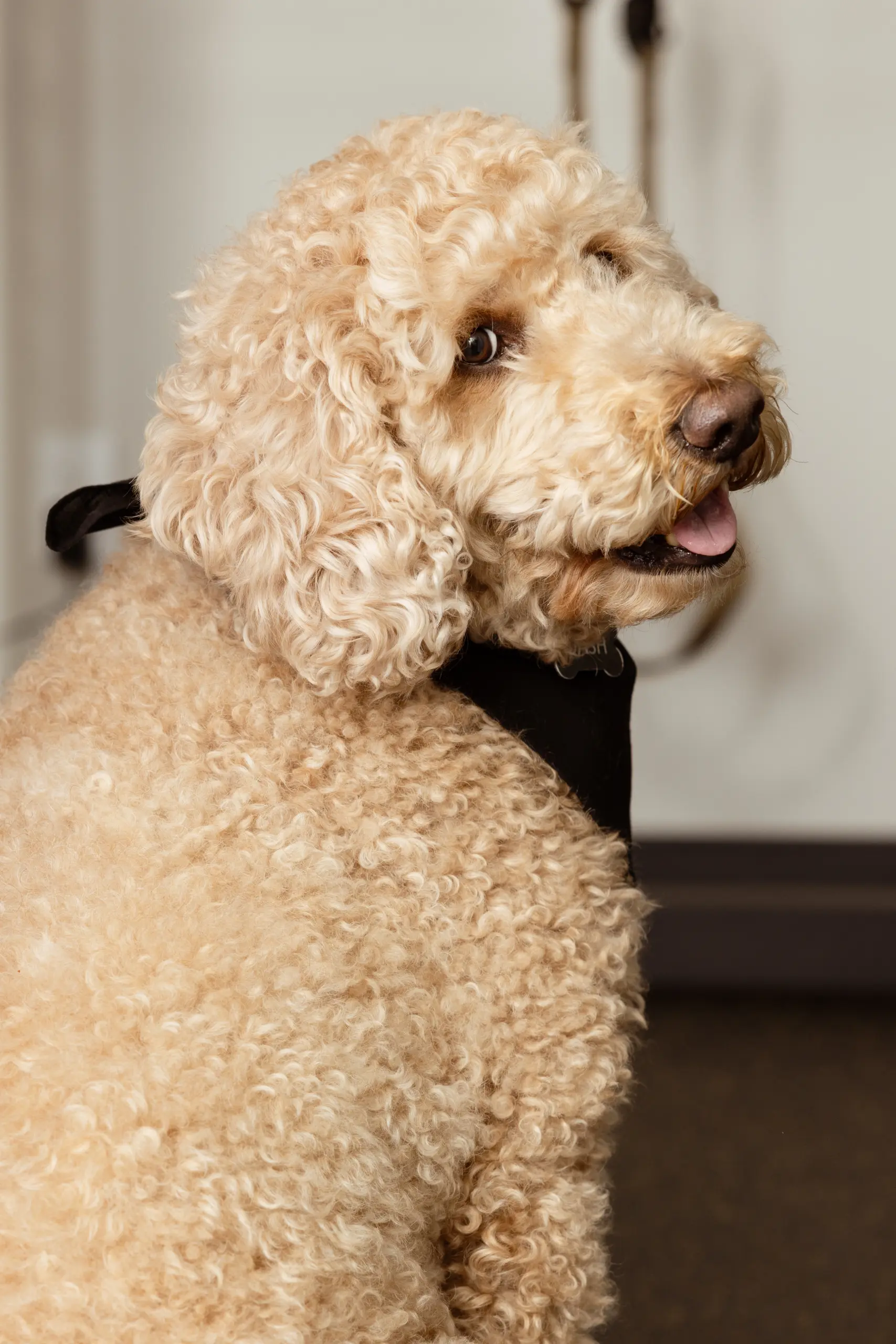 Dash, the office dog at Lodestar Physical Therapy